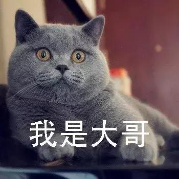 养英短还是俄蓝,养英短蓝猫还是美短好
