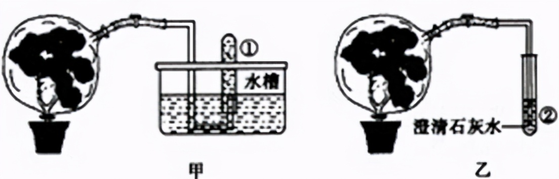 七上生物绿色植物的呼吸作用复习,高一生物必修一呼吸作用习题讲解