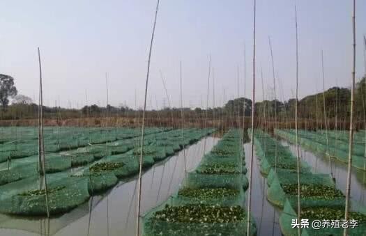 泥鳅全套养殖技术视频大全,养殖桶养泥鳅的养殖技术