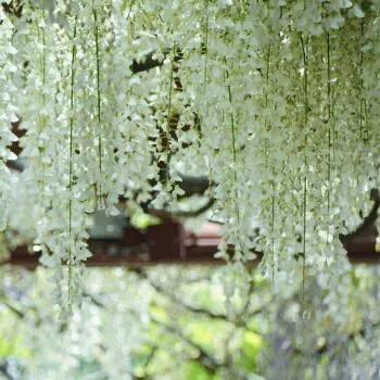 精品紫藤品种,名藤花卉紫藤