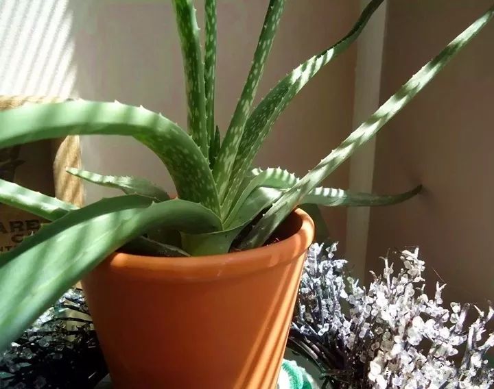 10种好养的花草,这些绿植养在家里高级又实用