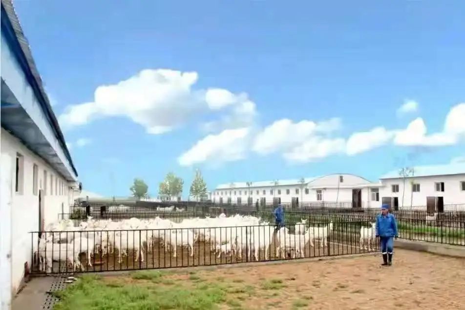 富平有机绿色羊奶粉排行榜10强,陕西富平纯真100益生菌羊奶粉价格