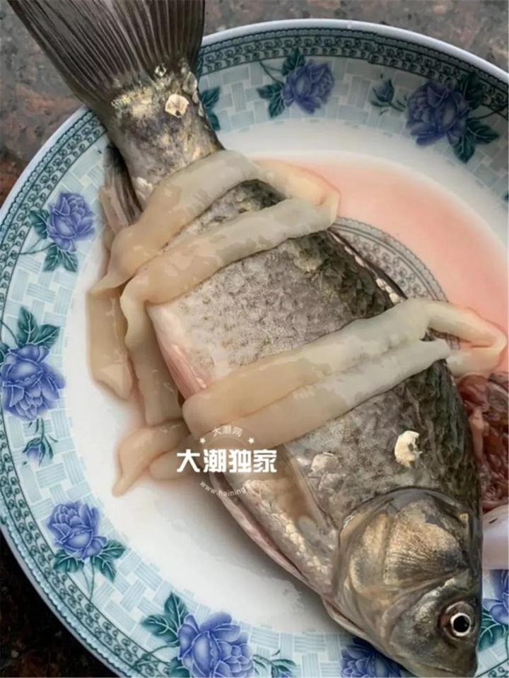 大妈菜市场买到一条奇怪的鱼,大妈菜市场买到一条奇怪的鱼后续