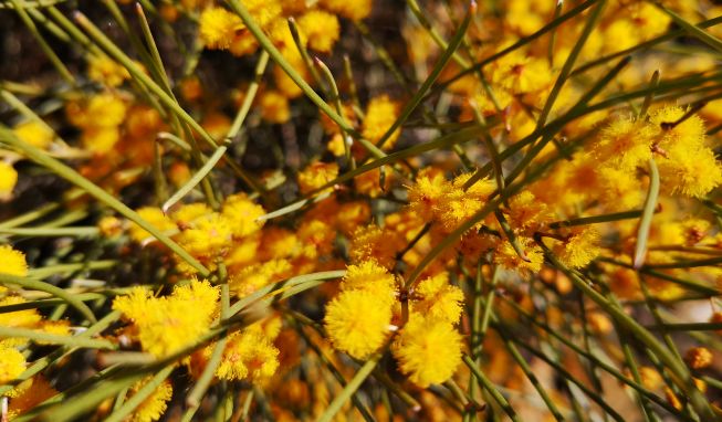 鏈堜寒鏄熷骇鎬庢牱搴斿璐熼潰鎯呯华,鏈堜寒鏄熷骇鎯呯华鐤楁剤