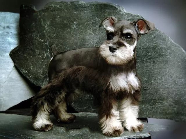 中国有什么名贵的狗,俄罗斯名贵狗价格