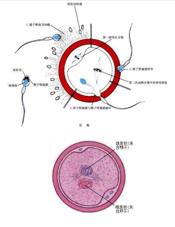 为什么试管婴儿胚胎着床失败,为什么试管婴儿成功率那么低