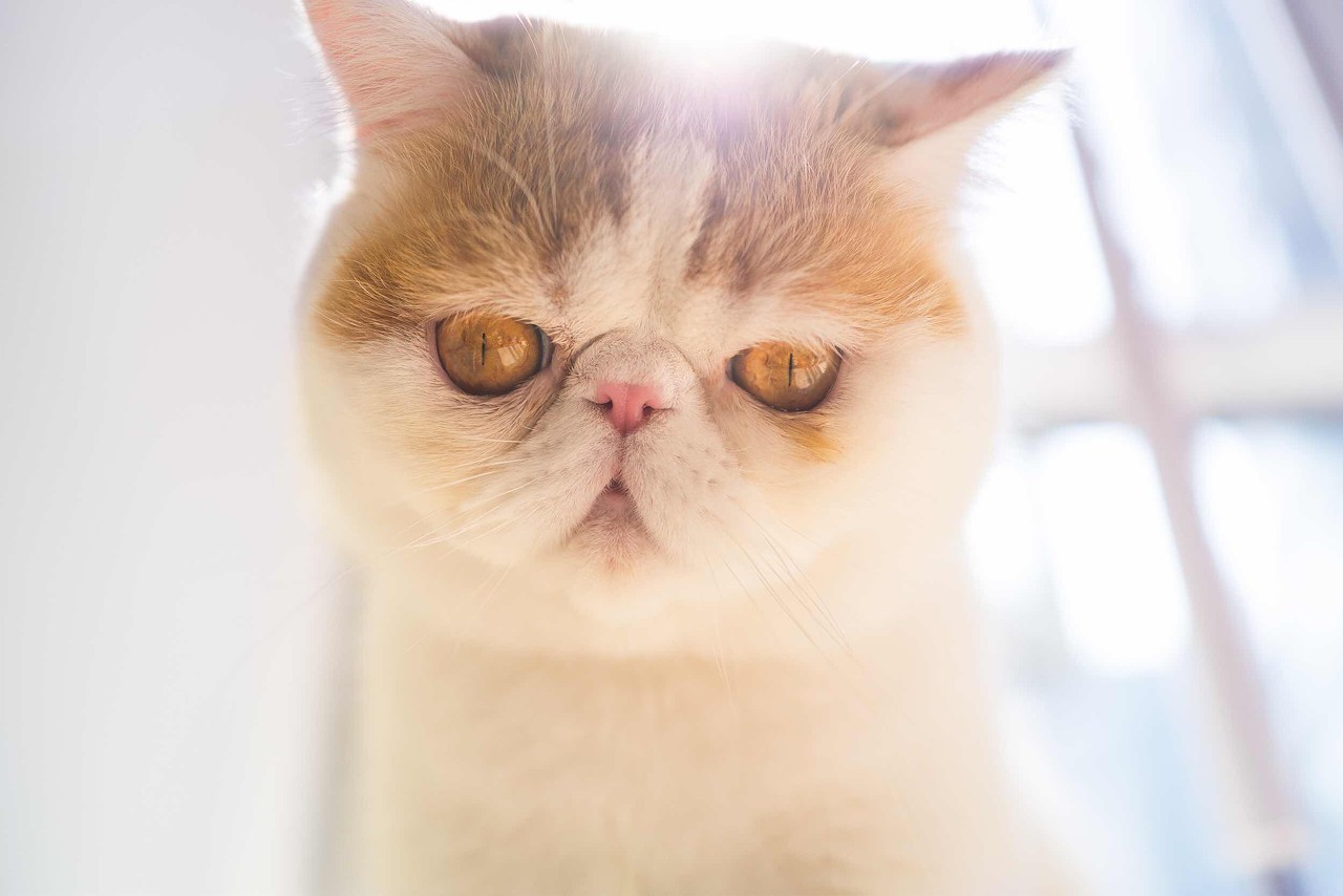 3个月加菲猫,加菲猫三个月掉毛严重