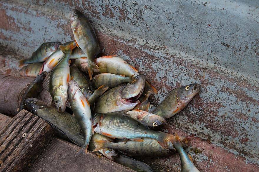 娆ф床姊矆,涓浗姊矆