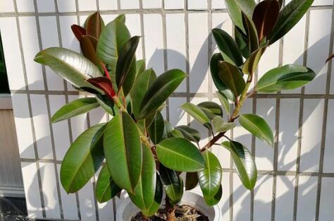 家里养花避开几种毒花,家庭养花需要知道的10大剧毒植物