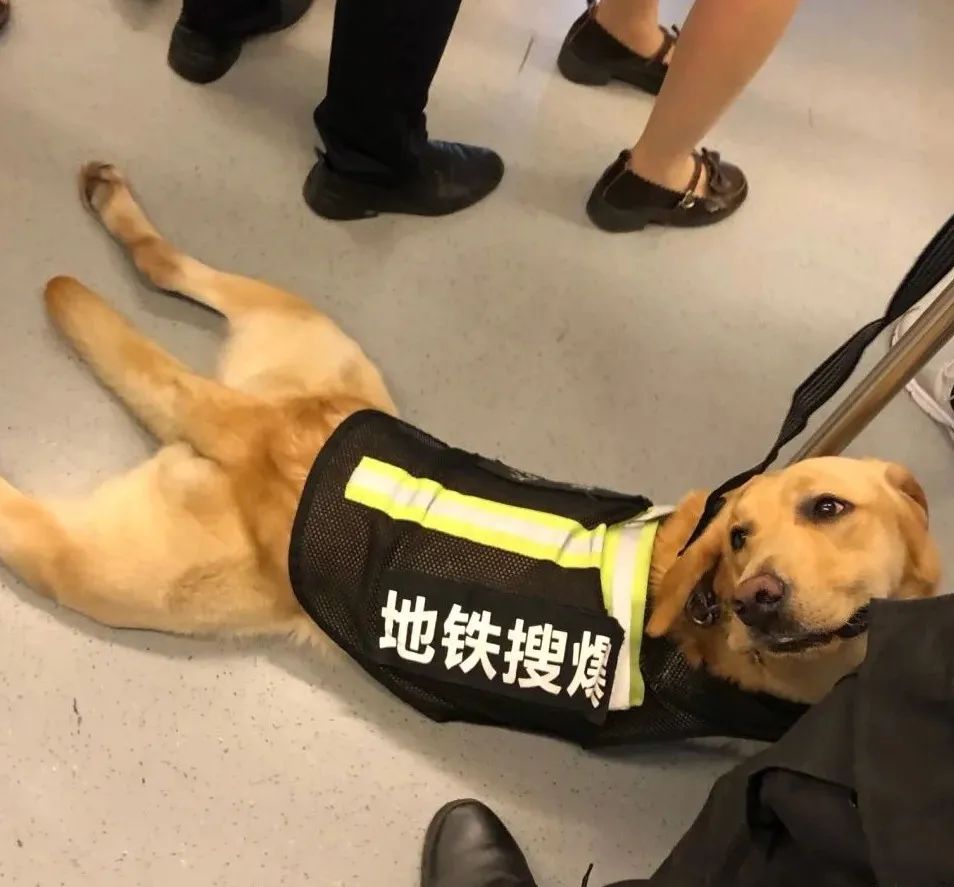 功勋军犬为拍戏被炸死片段,为了电影而被炸成碎片的军犬