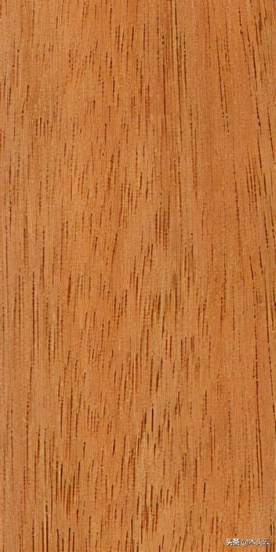 新热带木材:Gombé即将大量进入木材市场