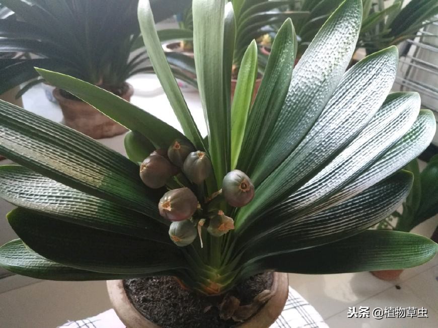 记录君子兰种子发芽的全过程图片,君子兰种子发芽全过程示意图