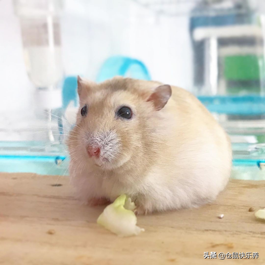 仓鼠也会挑食，不吃白菜改吃鼠粮后，鼠鼠表情萌化饲主