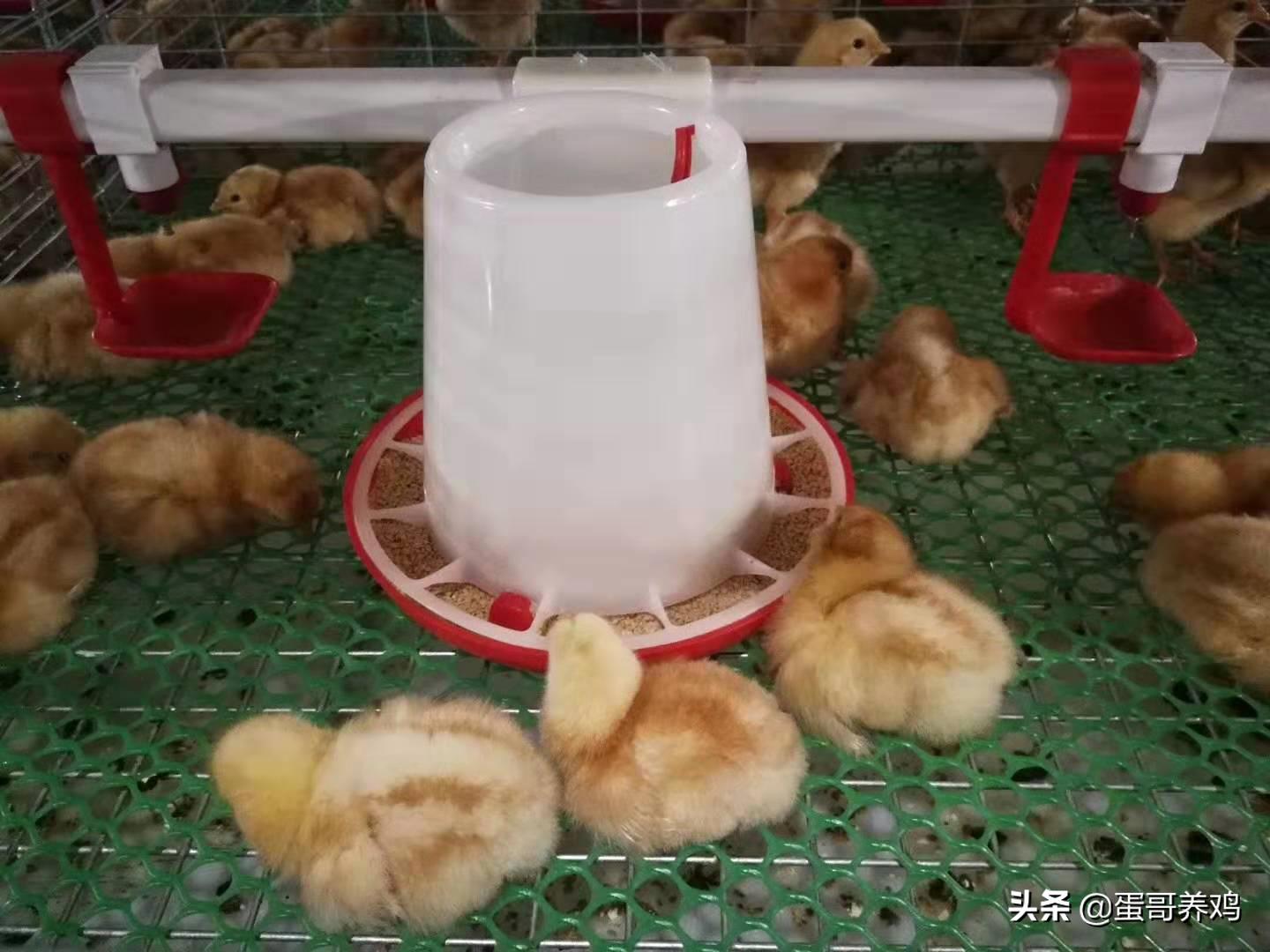 鸡球虫白痢怎么治,鸡白痢疾发病的原因