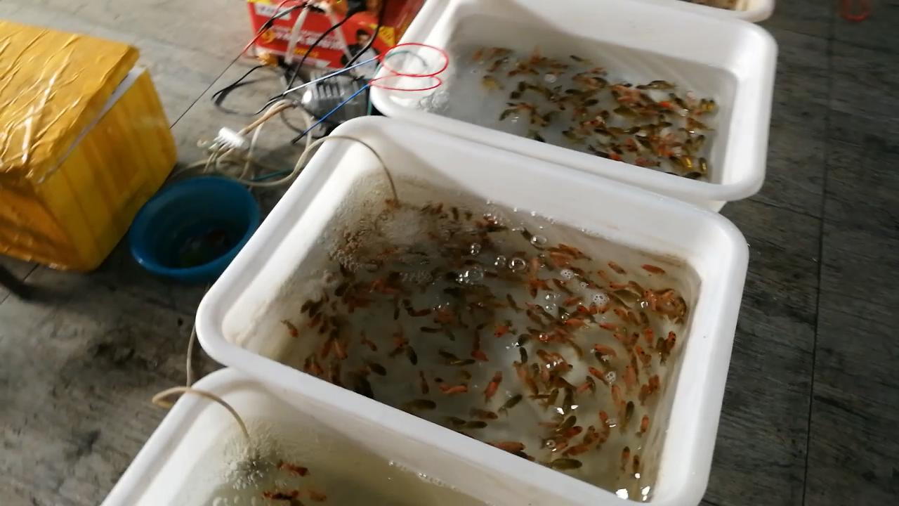 淡水水族馆观赏鱼市场,废弃花鸟市场捡漏观赏鱼