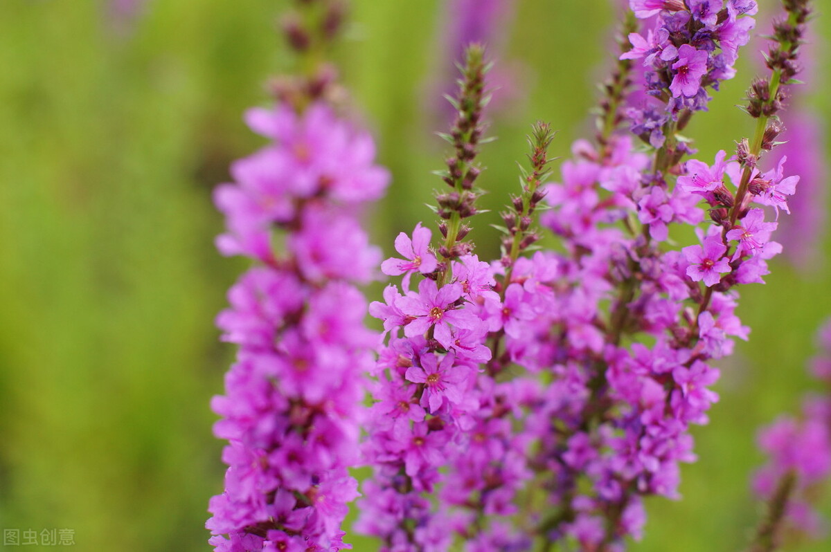 每个十一月生日对应的生日花,365天每天代表生日的花有哪些