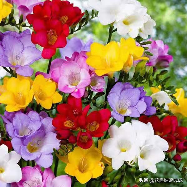 兰花好养易活,兰花比较好养