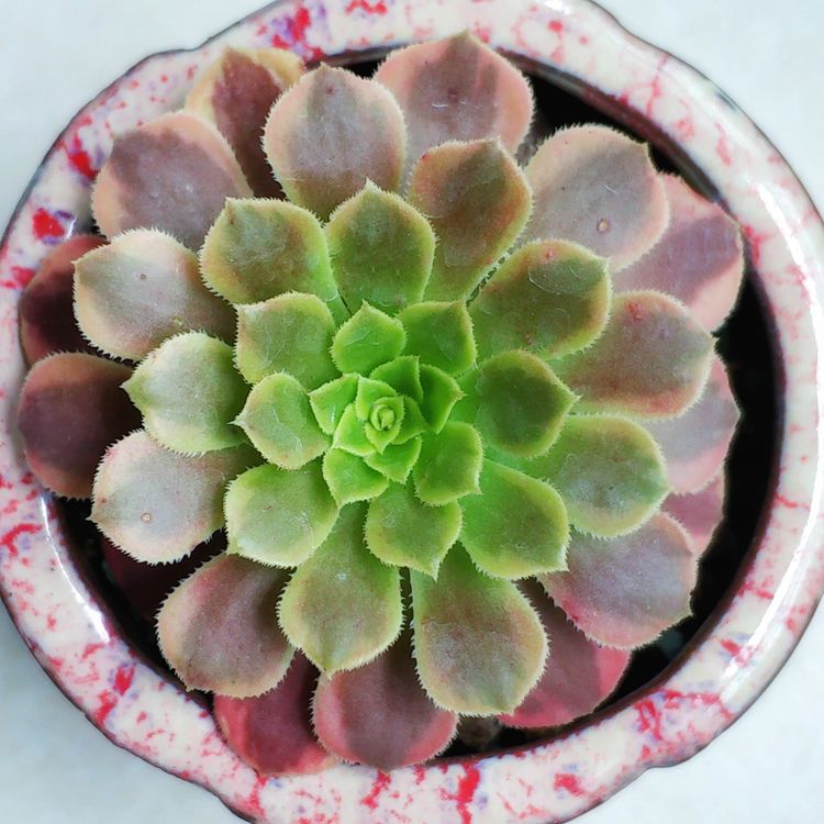 记录多肉长大的全过程,记录所有多肉成长过程