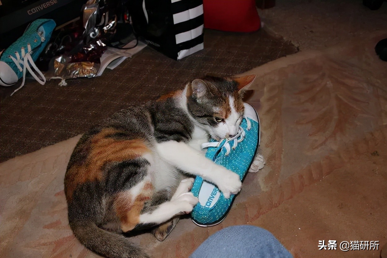 脚气传染猫咪 (猫咪脚气一般什么症状)