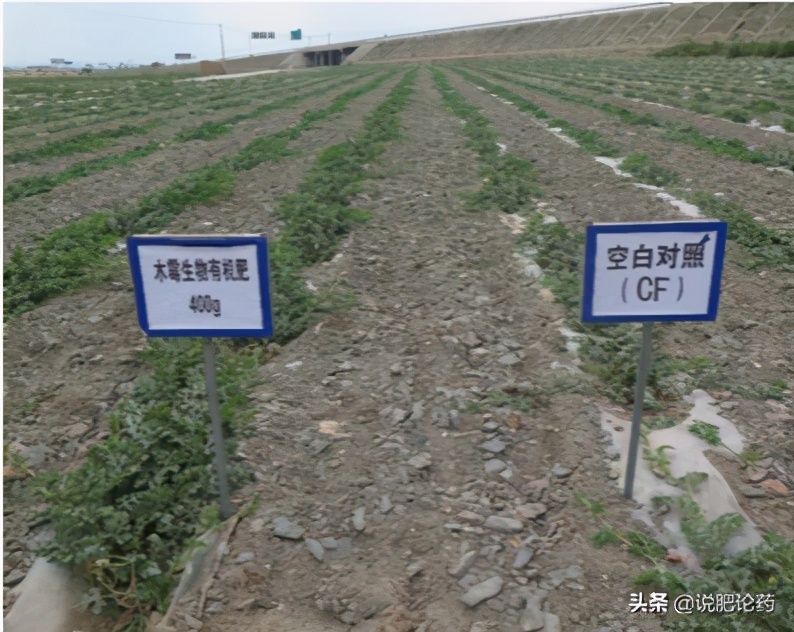 西瓜使用复合微生物肥,西瓜微生物菌剂肥料怎么用