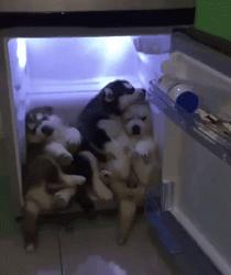 狗子绝育后的绝望,狗子绝育是不是就安稳了