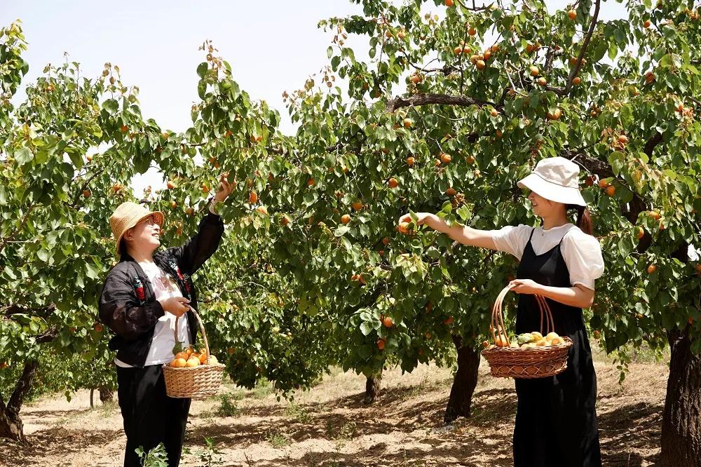 邢台巨鹿红杏迎丰收,巨鹿春意