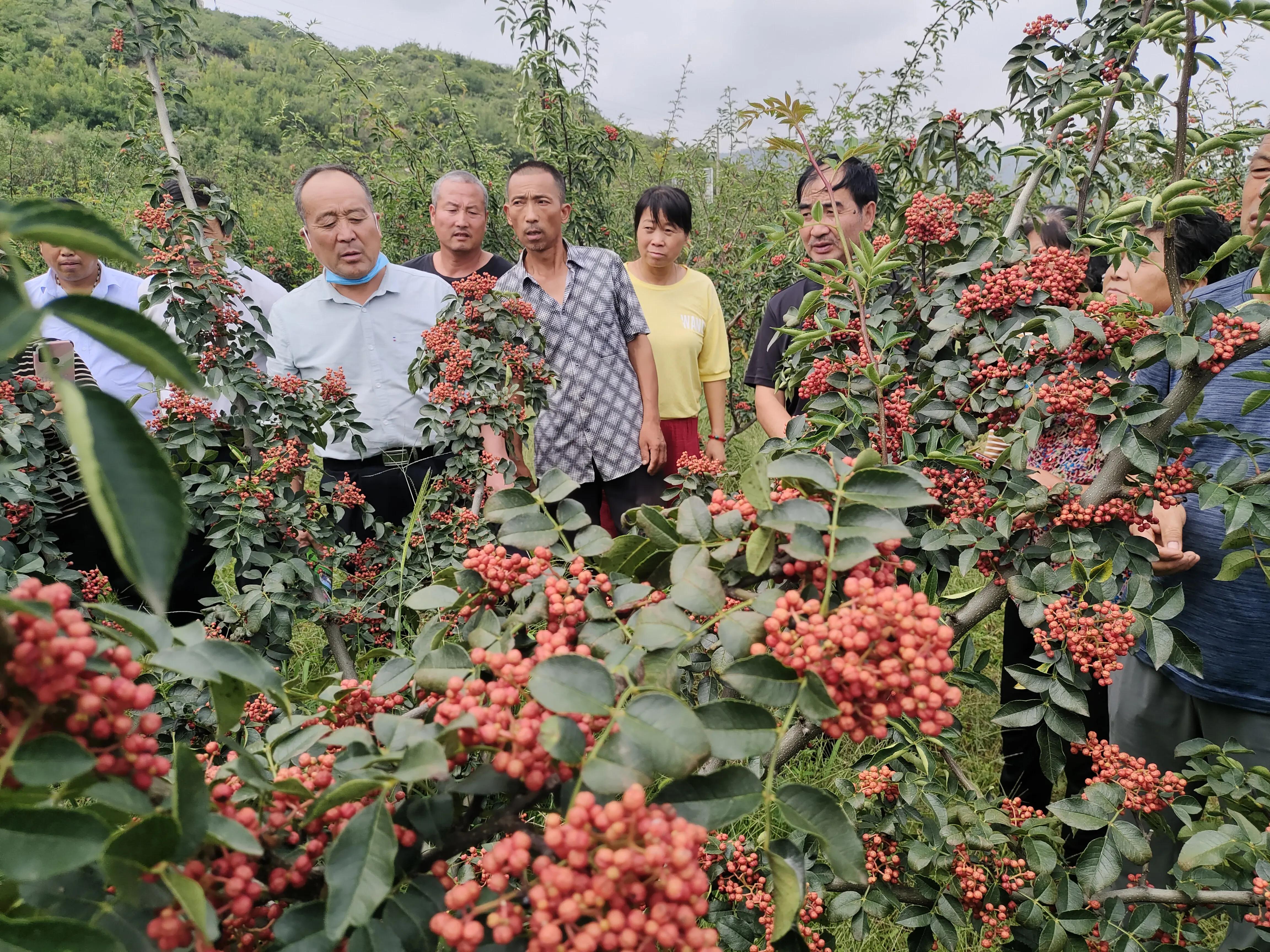农民返乡,返乡潮之后农民如何过日子