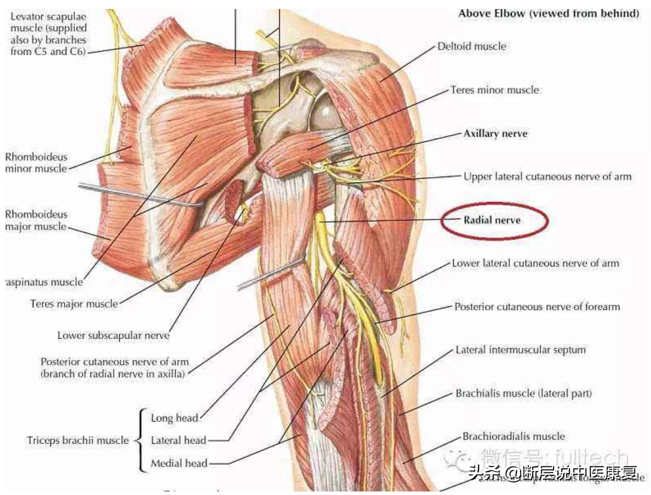 肩膀处抬不起,肩膀抬不起来感觉卡住了