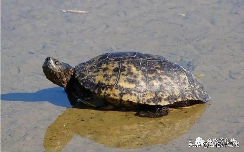 天气冷了养龟注意事项,阳台高温养龟