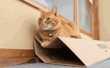 猫咪超过三天不吃东西——小心有疾病潜伏