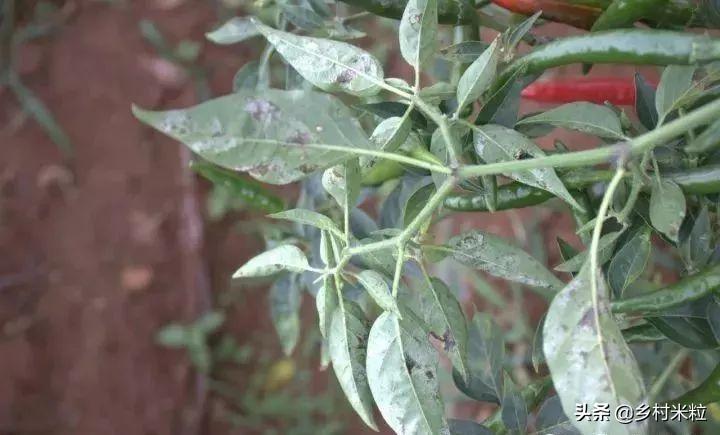 辣椒白粉病最佳防治时间,高温高湿辣椒叶斑病