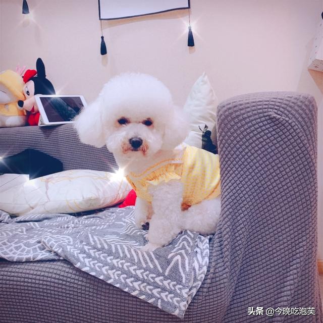 遛狗怎么训练狗狗乖乖的被遛,第一次遛狗狗狗会有什么反应