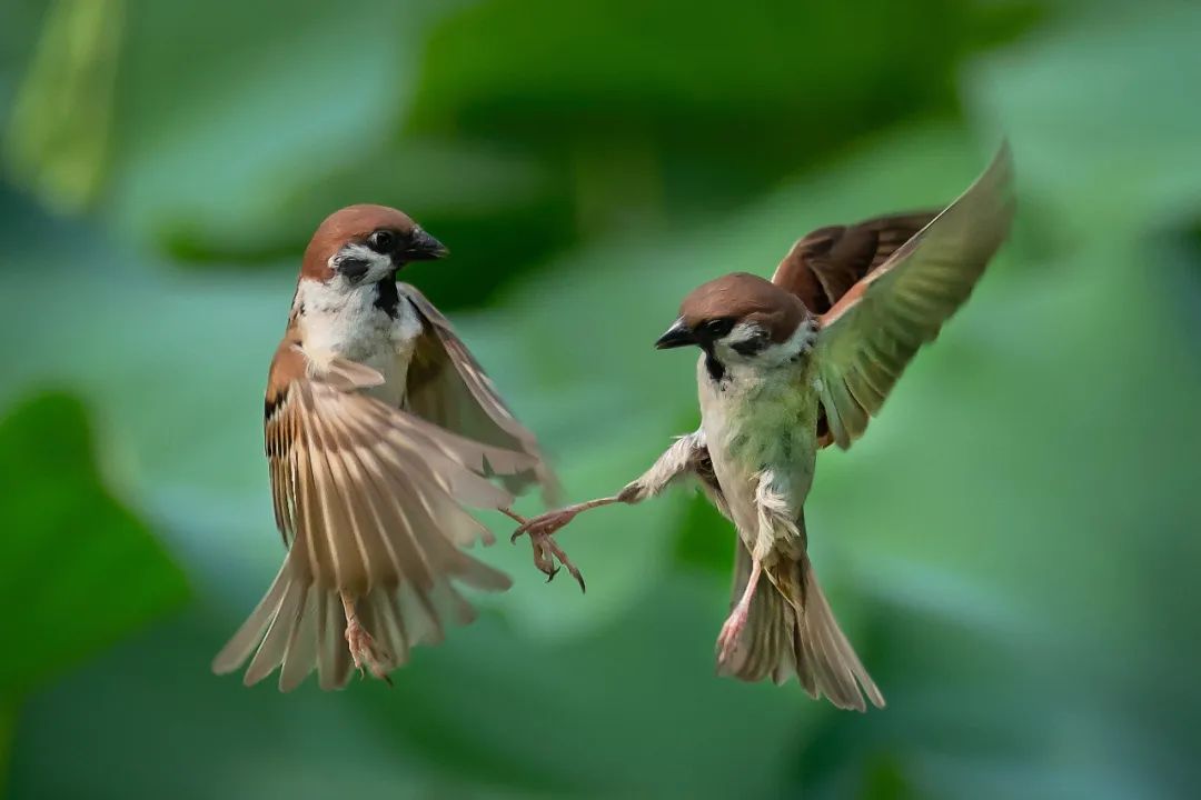 香港第14届全国摄影艺术展,第29届全国摄影艺术展览获奖名单