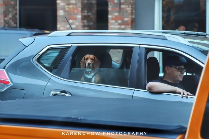 加拿大小众旅游目的地,加拿大纽芬兰自驾旅游