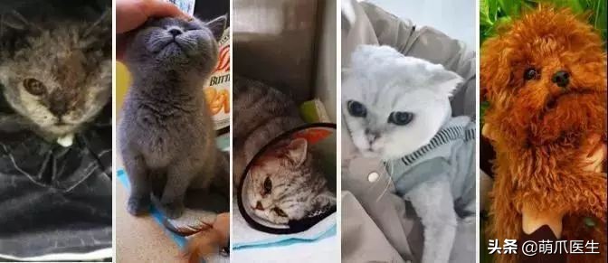 品种猫与土猫的区别,怎么分辨品种猫和土猫