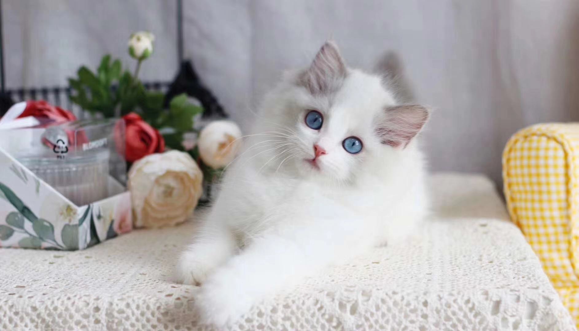 养猫需谨慎领养,养猫请慎重