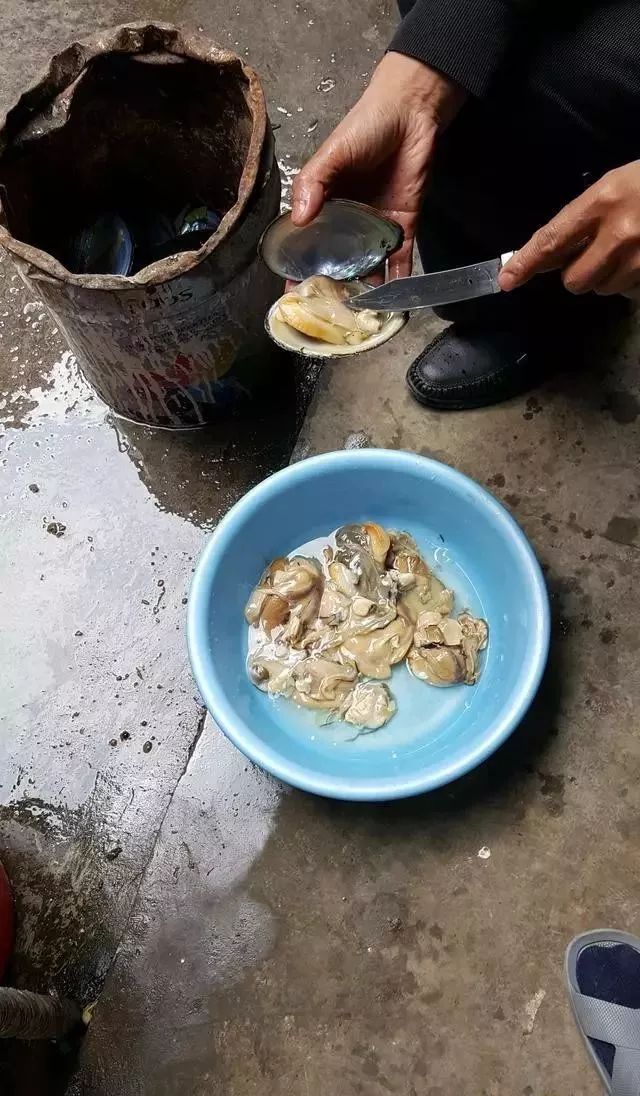 河蚌先生,河蚌先生啥意思