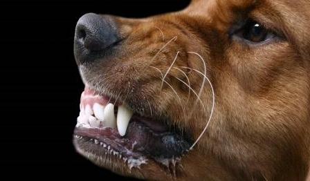 养狗天天生气怎么办,养狗须知狗有眼屎