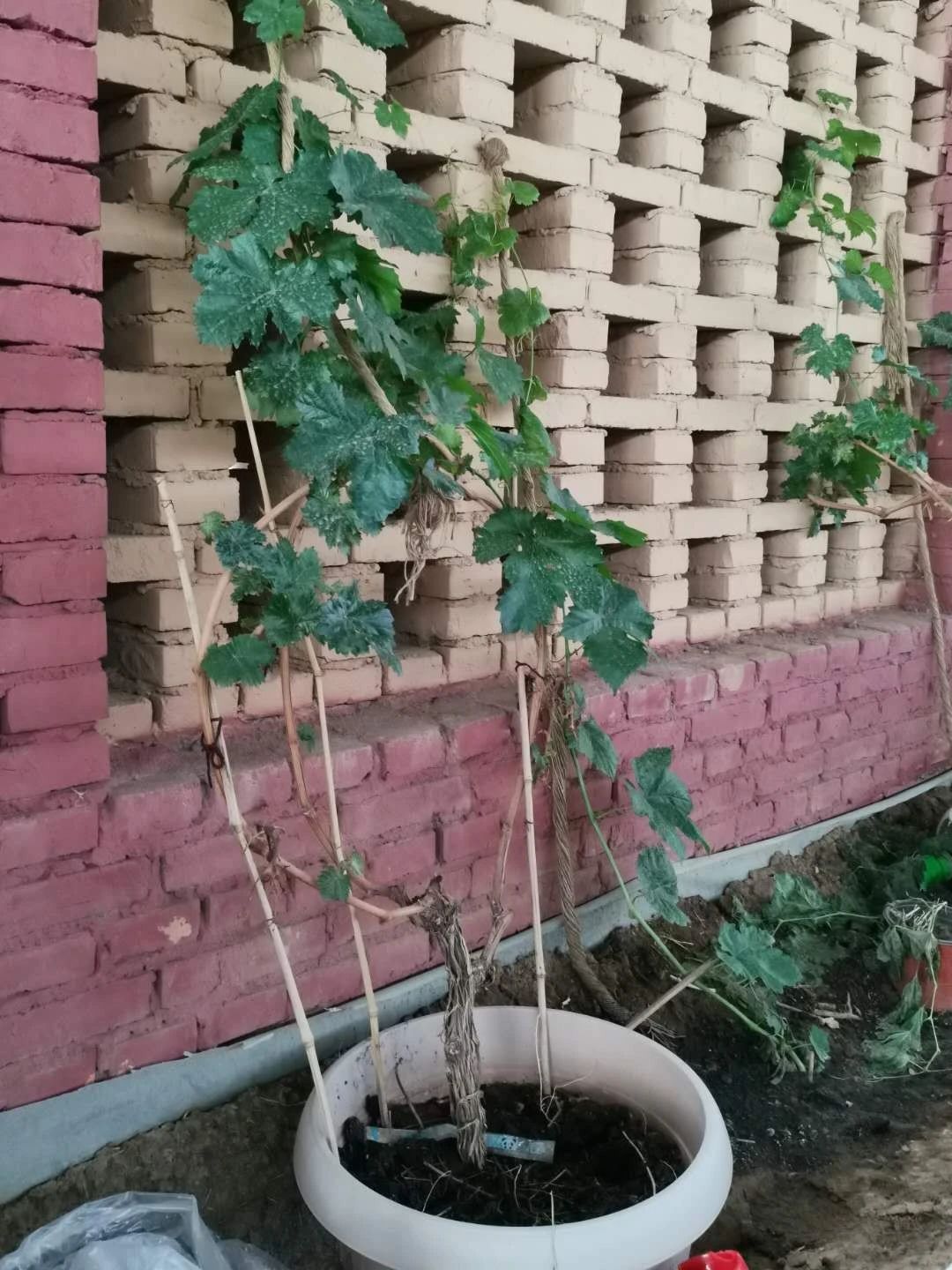 在庭院种葡萄怎么修枝,院子里最适合种哪个品种的葡萄