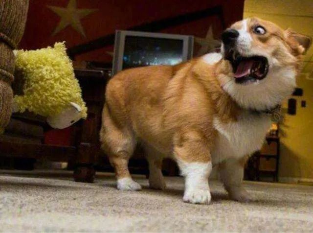 狗狗的几种类型,狗狗的性格会越来越像主人