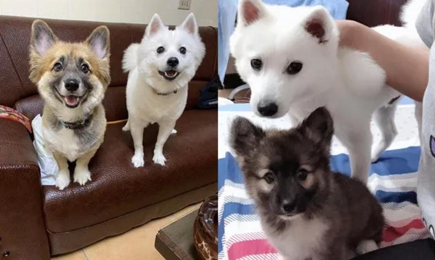 养了只黑色的柯基，一年后却成了“狐狸”，用漂*粉白**洗的？