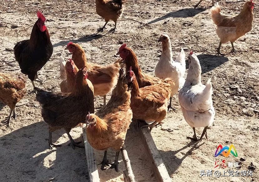 荒山林下养鸡真实案例,农村山坡笼养鸡的养殖方法