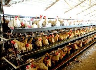 养殖生态鸡致富新路子,散养蛋鸡致富经