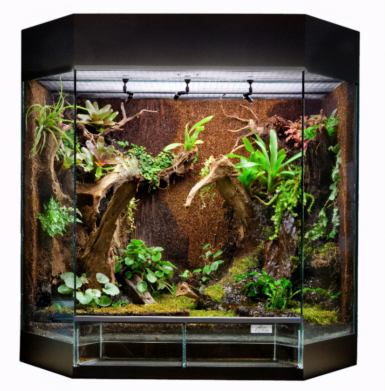 生态缸老水缸,生态缸老死鱼怎么回事