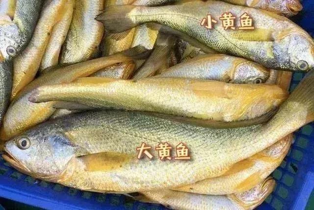 真正的黄花鱼是什么样,真假黄花鱼口感