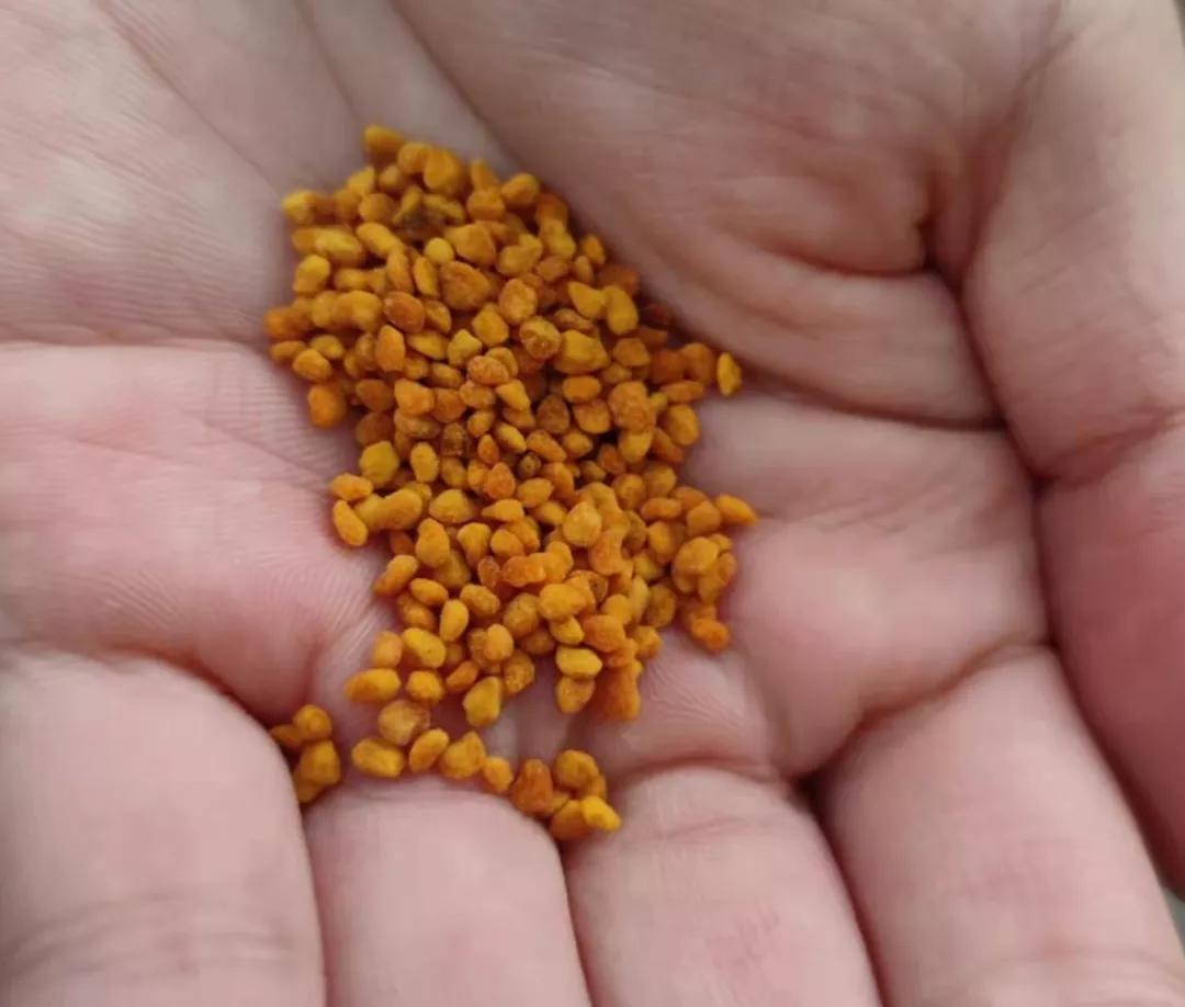 北京的这座蜜蜂食堂能有多佛系？