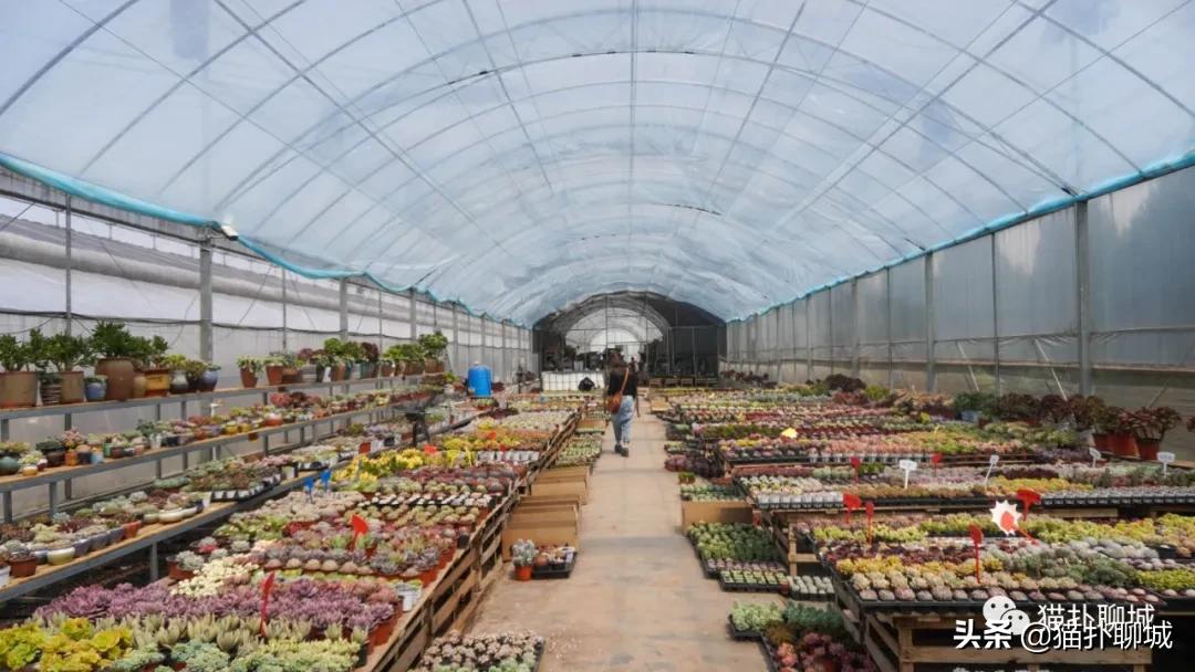 聊城最便宜的花卉批发,聊城附近的花卉市场