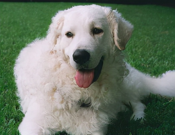 狗狗品种大全及介绍了解一下,狗狗品种怎么挑选最好看