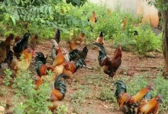 养殖2000只土鸡成本利润分析,安居区土鸡出壳鸡苗养殖利润多少