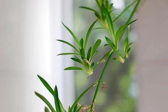 吊兰要怎么修剪才能养的茂盛,吊兰如何修剪叶子才能长得茂盛